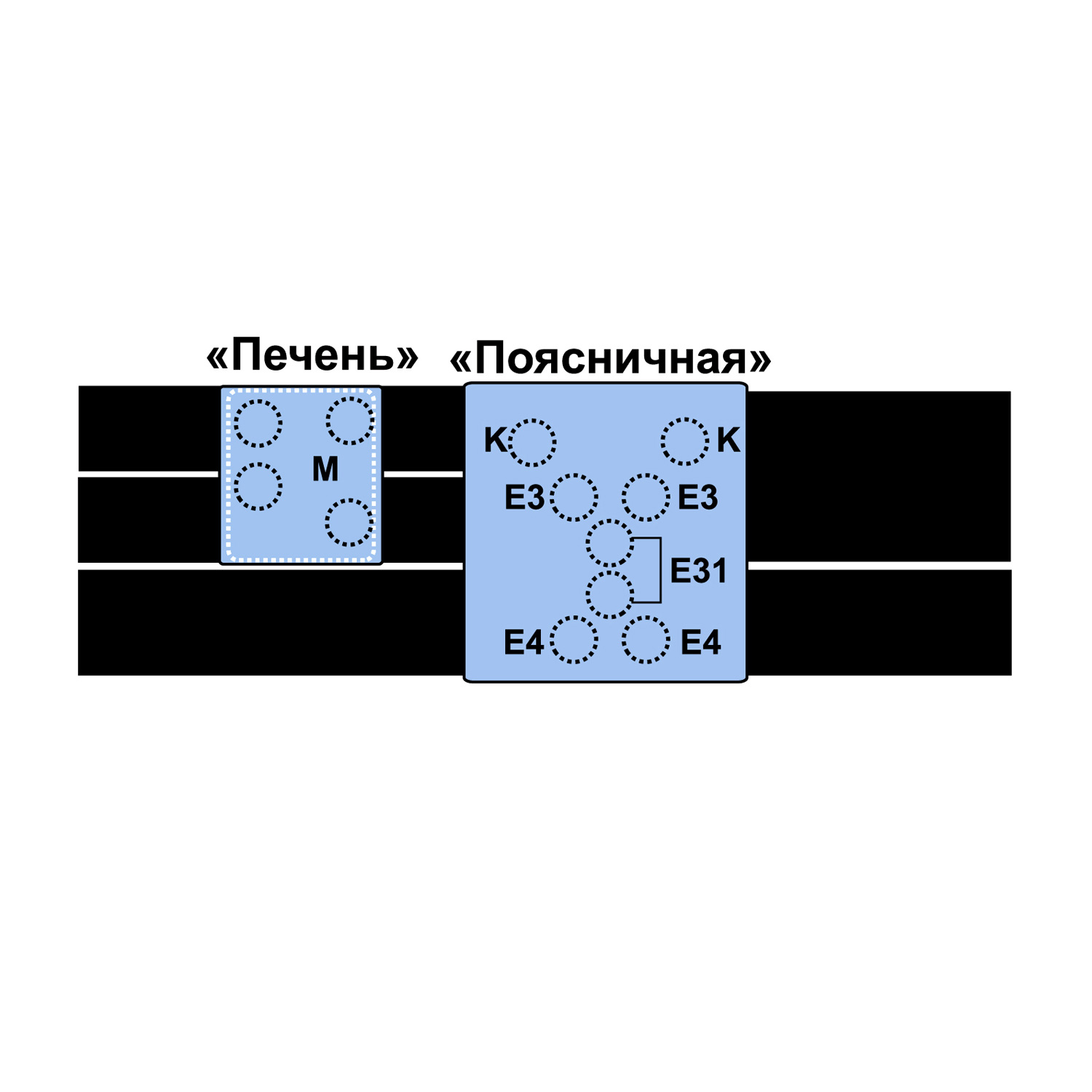 Корсет виброакустический размер L для Витафон-5